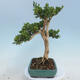 Vonkajšie bonsai - Buxus microphylla - krušpán - 2/5