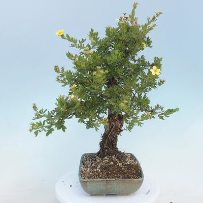Vonkajšia bonsai-Nátržník krovitá - potentila fruticosa žltá - 2