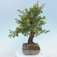 Vonkajšia bonsai-Nátržník krovitá - potentila fruticosa žltá - 2/6