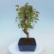 Vonkajšie bonsai - Javor Buergerianum - Javor Burgerův - 2/4