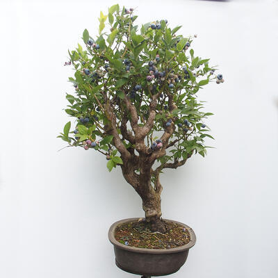 Vonkajšie bonsai - kanadská čučoriedka - Vaccinium corymbosum - 2