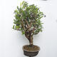 Vonkajšie bonsai - kanadská čučoriedka - Vaccinium corymbosum - 2/5