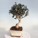 Izbová bonsai - Olea europaea sylvestris -Oliva evropská drobnolistá - 2/6