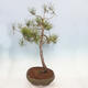 Vonkajší bonsai - Pinus sylvestris - Borovica lesná - 2/4
