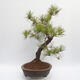 Vonkajší bonsai - Pinus sylvestris - Borovica lesná - 2/5