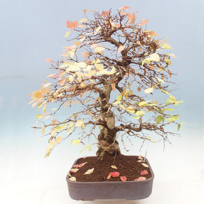 Vonkajší bonsai -Carpinus Coreana - Hrab kórejský - 2