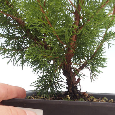 Vonkajšie bonsai - Juniperus chinensis Itoigawa-Jalovec čínsky VB2019-261011 - 2