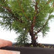Vonkajšie bonsai - Juniperus chinensis Itoigawa-Jalovec čínsky VB2019-261011 - 2/2