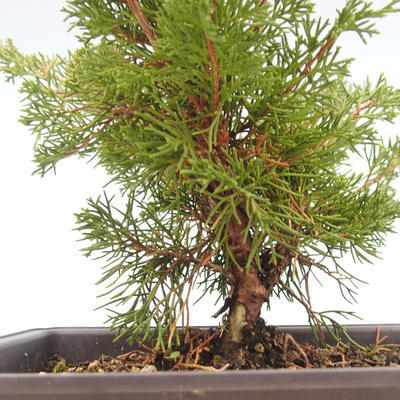 Vonkajšie bonsai - Juniperus chinensis Itoigawa-Jalovec čínsky VB2019-261013 - 2