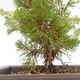 Vonkajšie bonsai - Juniperus chinensis Itoigawa-Jalovec čínsky VB2019-261013 - 2/2