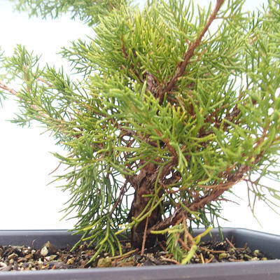 Vonkajšie bonsai - Juniperus chinensis Itoigawa-Jalovec čínsky VB2019-261014 - 2