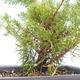 Vonkajšie bonsai - Juniperus chinensis Itoigawa-Jalovec čínsky VB2019-261014 - 2/2