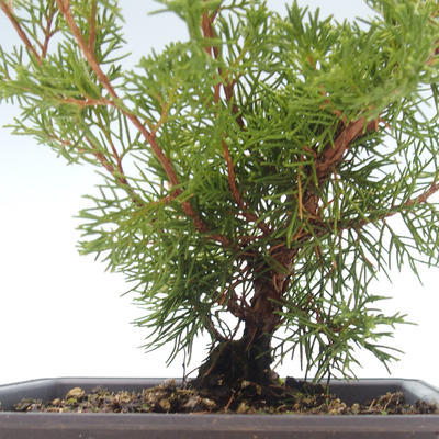 Vonkajšie bonsai - Juniperus chinensis Itoigawa-Jalovec čínsky VB2019-261015 - 2