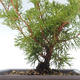 Vonkajšie bonsai - Juniperus chinensis Itoigawa-Jalovec čínsky VB2019-261015 - 2/2