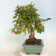 Vonkajší bonsai -Malus halliana - Maloplodá jabloň - 2/5