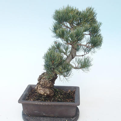 Pinus parviflora - borovica drobnokvetá VB2020-127 - 2