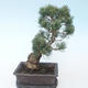 Pinus parviflora - borovica drobnokvetá VB2020-127 - 2/3