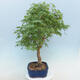 Acer palmatum - Javor dlaňolistý - 2/5