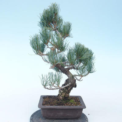 Pinus parviflora - borovica drobnokvetá VB2020-135 - 2