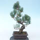 Pinus parviflora - borovica drobnokvetá VB2020-135 - 2/3