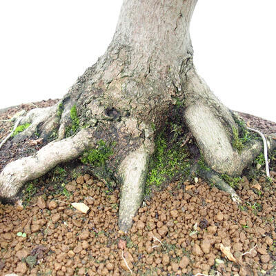 Vonkajší bonsai - Javor Francúzsky - Acer Nonspessulanum - 2