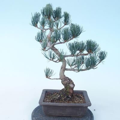 Pinus parviflora - borovica drobnokvetá VB2020-137 - 2