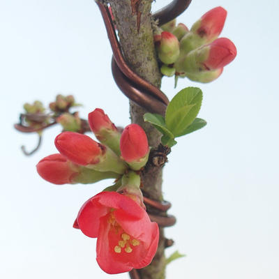 Vonkajšie bonsai - Chaenomeles špec. Rubra - Dulovec VB2020-141 - 2