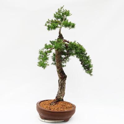 Vonkajší bonsai -Larix decidua - Smrekovec opadavý - Len paletová preprava - 2