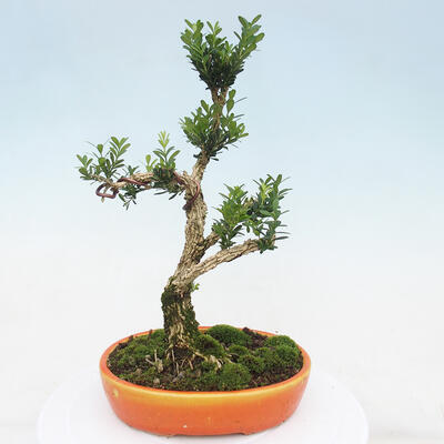 Izbová bonsai - Buxus harlandii -korkový buxus - 2