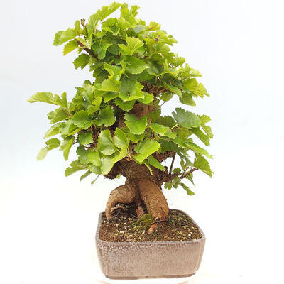 Vonkajšie bonsai -Morus albumy - moruše - 2
