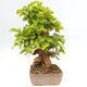 Vonkajšie bonsai -Morus albumy - moruše - 2/5