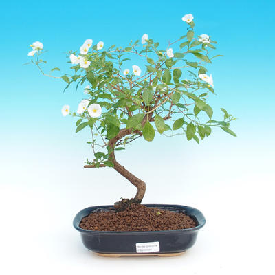 Izbová bonsai - Solanum rantonnetii - HORCOVÝ stromček - 2