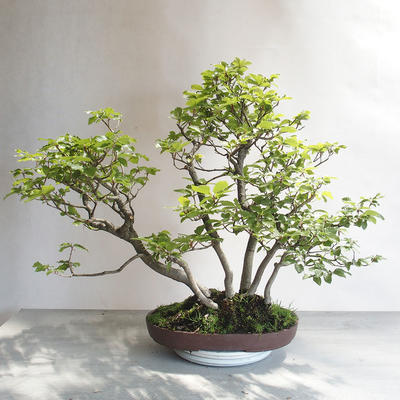 Vonkajšie bonsai - Fagus sylvatica - Buk lesný - 2