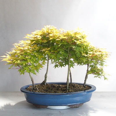 Acer palmatum aureum - Javor dlaňolistý zlatý lesík - 2