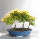 Acer palmatum aureum - Javor dlaňolistý zlatý lesík - 2/3