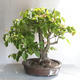 Vonkajšie bonsai - Lipa malolistá - Tilia cordata - 2/5