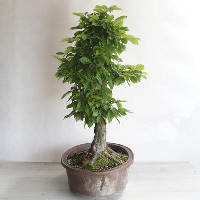 Vonkajšie bonsai - Hrab obyčajný - Carpinus betulus - 2