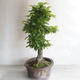 Vonkajšie bonsai - Hrab obyčajný - Carpinus betulus - 2/5