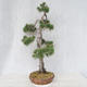 Vonkajšie bonsai - Pinus Sylvestris - Borovica lesná - 2/5