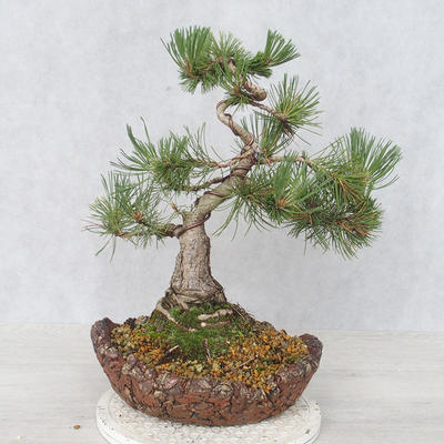 Vonkajšie bonsai - Pinus Mugo - Borovica Marhuľa - 2