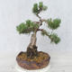 Vonkajšie bonsai - Pinus Mugo - Borovica Marhuľa - 2/5