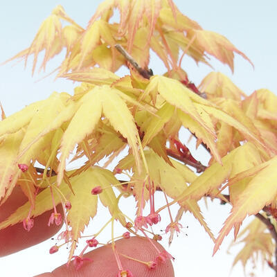 Vonkajšie bonsai - Acer pal. Sango Kaku - Javor dlaňolistý - 2