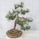 Vonkajšie bonsai - Pinus Mugo - Borovica Marhuľa - 2/4
