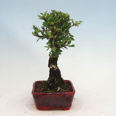 Vonkajšie bonsai - Zelkova - Zelkova NIRE - 2