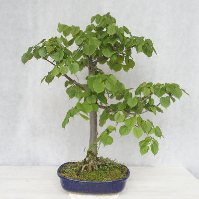 Vonkajšie bonsai - Lipa malolistá - Tilia cordata - 2