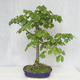 Vonkajšie bonsai - Lipa malolistá - Tilia cordata - 2/5