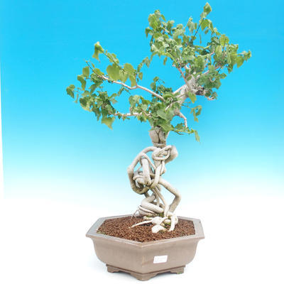 Izbová bonsai -Hibiscus- malokvetá ibištek - 2