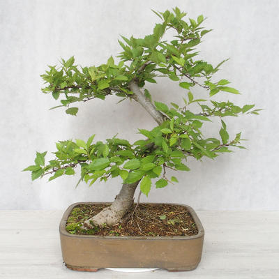 Vonkajšia bonsai-Ulmus glabra-brest tuhý - 2