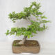 Vonkajšia bonsai-Ulmus glabra-brest tuhý - 2/4
