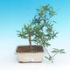 Izbová bonsai - Gardenia jasminoides-Gardenie - 2/2